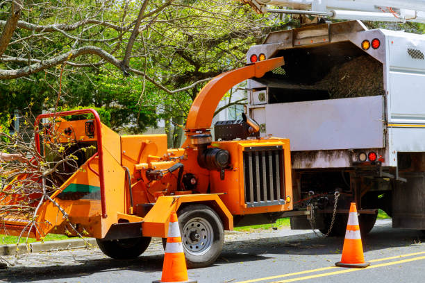 Best Tree Removal Contractors  in USA